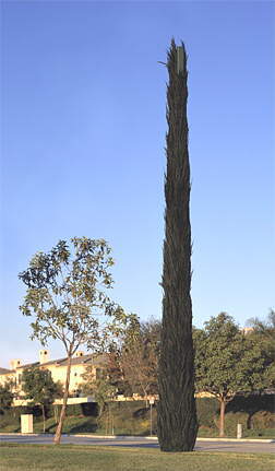 Italian Cypress
