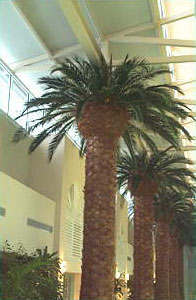 Phoenix Column Wraps